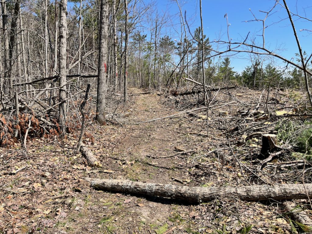 Trail used as the cut line, all trash on the trail is from the recent timber harvest.