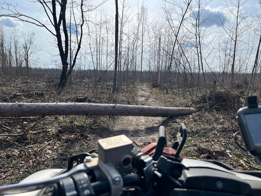 Lone red pine left after timber harvest, without it's neighbors to buffer the wind, the wind took it down across the trail.