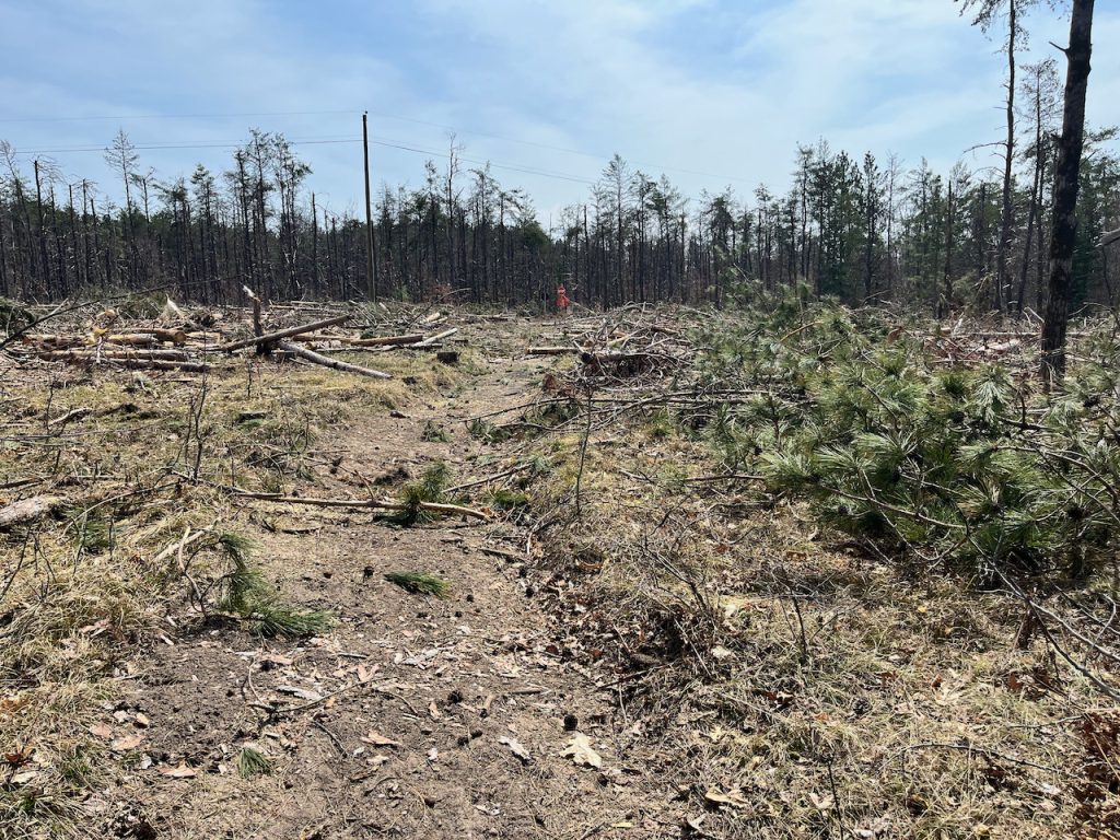 Slash and scrap left on the trail from logging activity.
